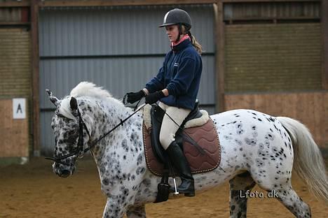 Knabstrupper Abigail af Snevren SOLGT! - Fotograf den 16/12-06 (: billede 7