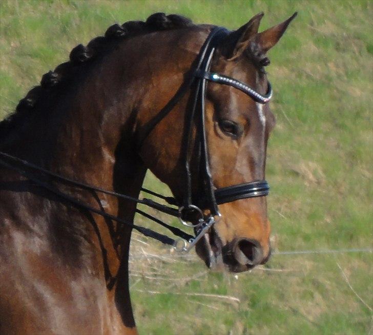 Trakehner Burberry - Smukke, smukke Burberry! - April 2011 billede 12