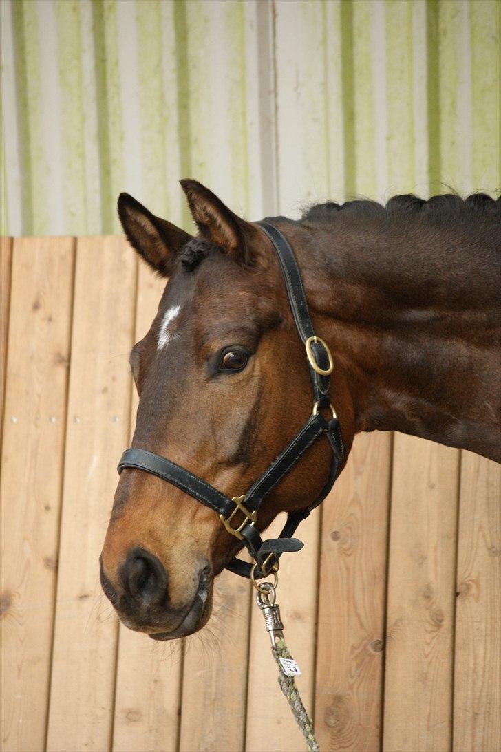 Trakehner Burberry - Bubbis yndige udtryk - April 2011 billede 14