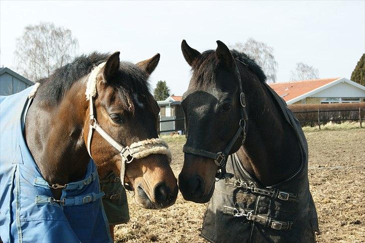 Trakehner Burberry - Bubbi og Damister - Marts 2011 billede 15