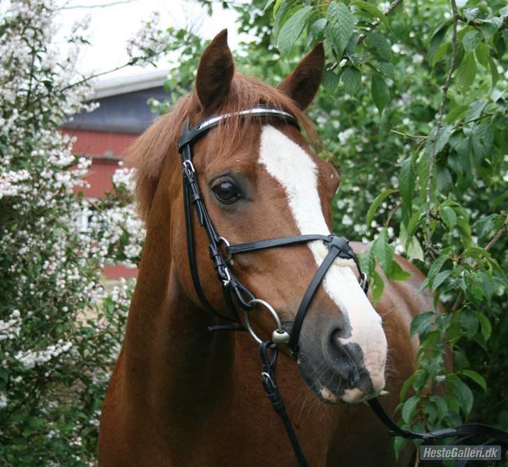 Anden særlig race Dinky-Boy solgt /; - Dinky drengen! Foto: Anna skov sørensen (min veninde) <3 billede 1