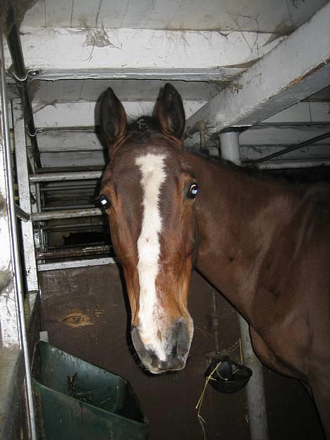 Fuldblod (XX) Aksaias (DØD) :( -  (2006) Marts billede 19