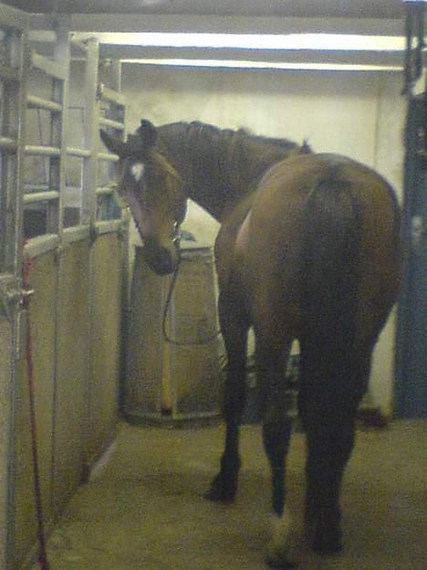 Traver Owens Rødbylund (aflivet) - HEJ =D. Lige været ud og ride :) billede 12