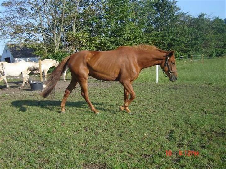 Dansk Varmblod Ness'  - Nesser da jeg købte hende d. 6 august 2006 billede 17