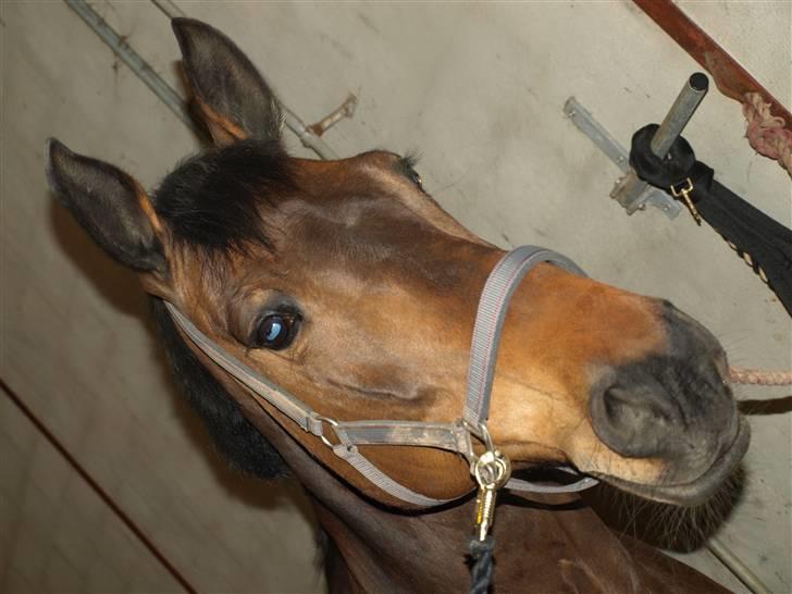 Holstener Miserable (solgt) - en dag i stalden billede 12