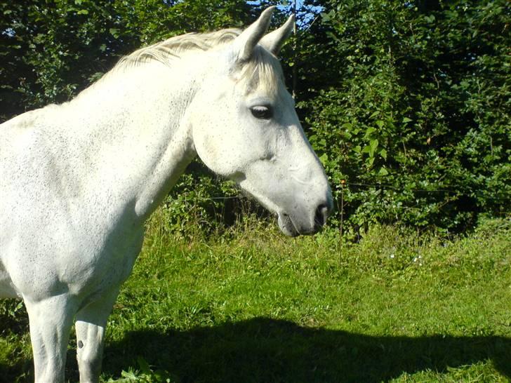 Connemara Balcarno Papeia <3"soglt" - Damm det er et godt billed ikk ? hoved højt og morgen solen på ´ billede 1