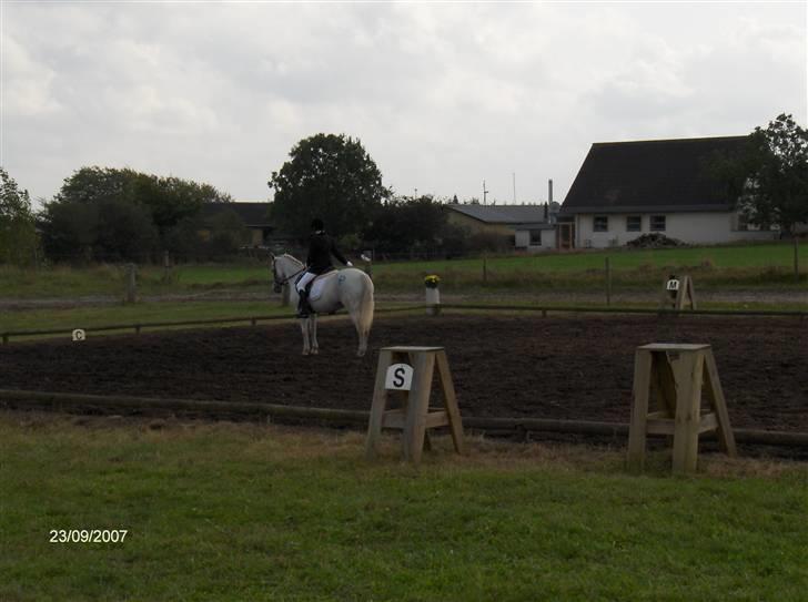 Connemara Balcarno Papeia <3"soglt" - Mig til stævne billede 2