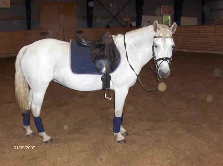 Connemara Balcarno Papeia <3"soglt" - stævne billede 4