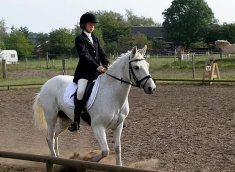 Connemara Balcarno Papeia <3"soglt" billede 6