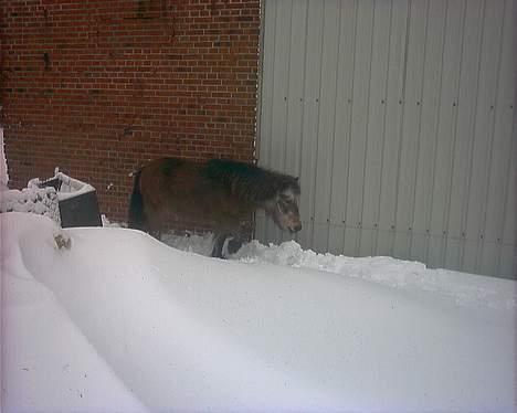 Shetlænder Lotte billede 2