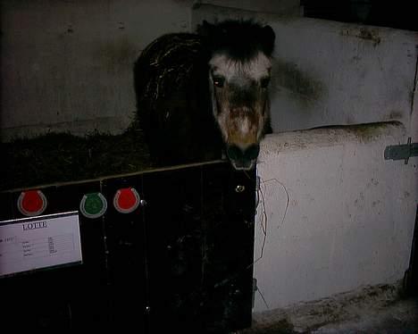 Shetlænder Lotte billede 3