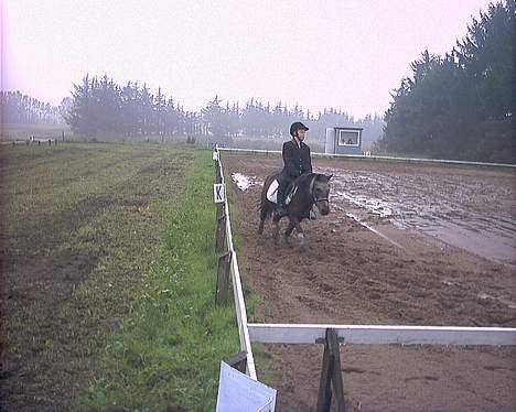 Shetlænder Lotte - Lotte og Linea til dressur stævne- oktober 06 billede 4