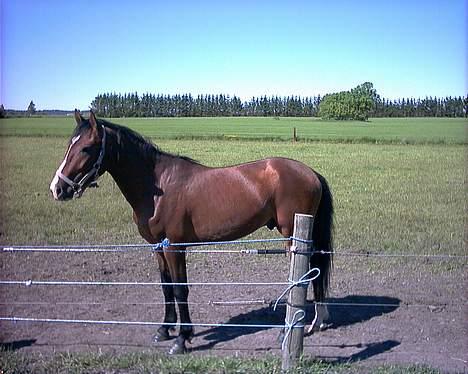 Anden særlig race Baksmindes Landini(Solgt) billede 1