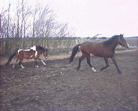 Anden særlig race Baksmindes Landini(Solgt) billede 2