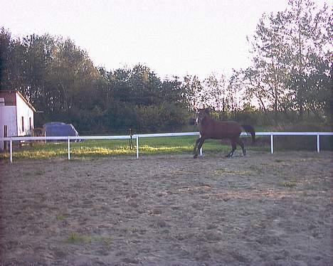 Anden særlig race Baksmindes Landini(Solgt) billede 3