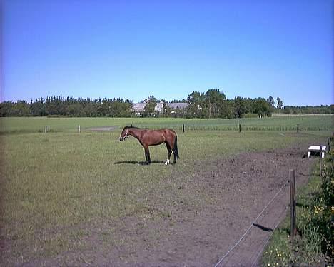 Anden særlig race Baksmindes Landini(Solgt) billede 4