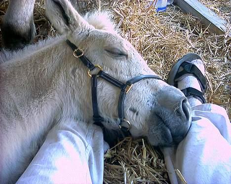 Fjordhest Baksmindes Victoria billede 1