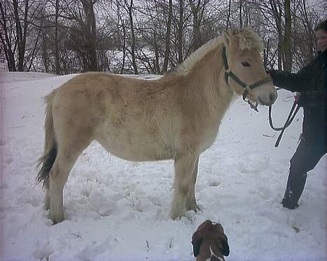 Fjordhest Baksmindes Victoria billede 2
