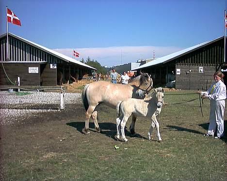 Fjordhest Baksmindes Victoria billede 3