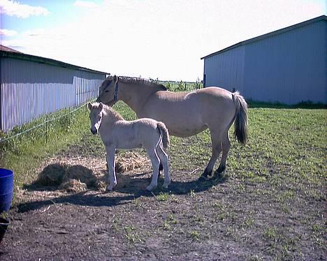 Fjordhest Baksmindes Victoria billede 4