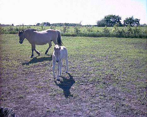Fjordhest Baksmindes Victoria billede 5
