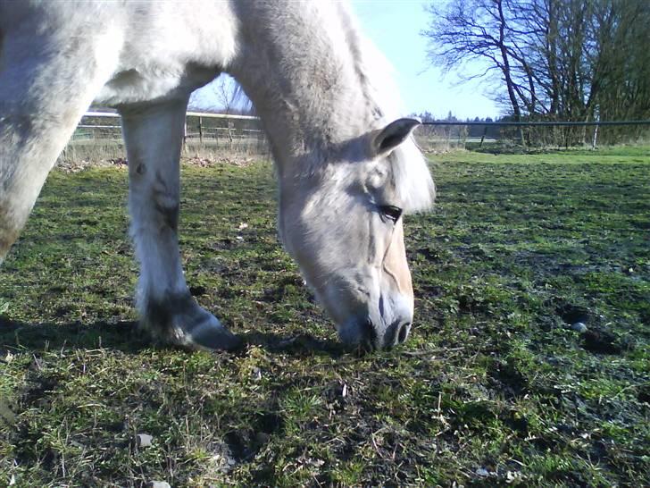 Fjordhest Mastrup Paw 1982-2009 - Mastrup Paw billede 1