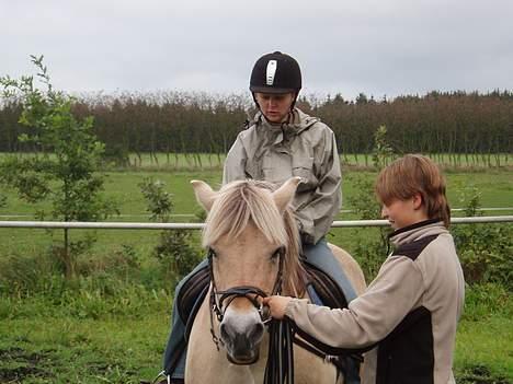 Fjordhest Mastrup Paw 1982-2009 - Hyggelige Paw billede 2