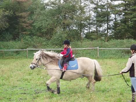 Fjordhest Mastrup Paw 1982-2009 - jubiiiiii billede 3