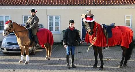 Haflinger Eliza R.I.P - du savnet ! - JuleOpTog på Toreby plejehjem :) Hyggelig Tur . - Står sammen med Sabine og Kasmir :)  billede 14