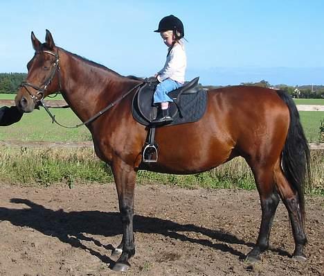 Dansk Varmblod Cisselstern Egeris - Op på mor´s hest billede 4