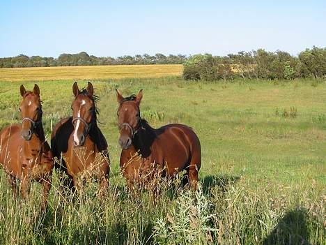 Dansk Varmblod Cisselstern Egeris - 3 smukke heste: Donna, Easter-Boy & Cissel billede 5
