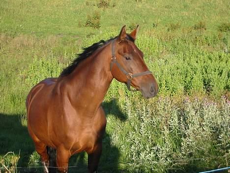 Dansk Varmblod Cisselstern Egeris billede 6