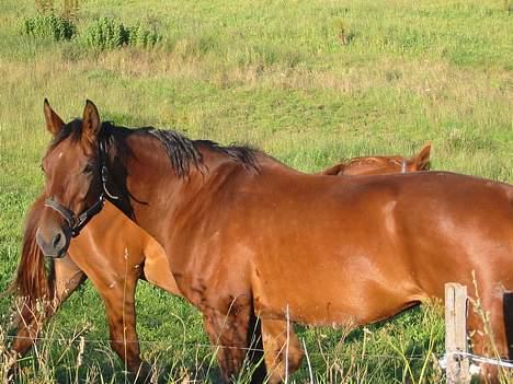 Dansk Varmblod Cisselstern Egeris billede 7