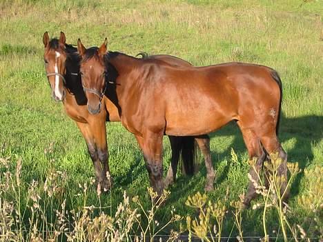 Dansk Varmblod Cisselstern Egeris - Cissel & Easter-Boy billede 8