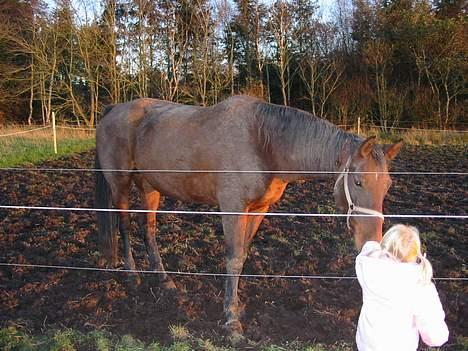 Dansk Varmblod Cisselstern Egeris - Hej Sarah.. billede 9