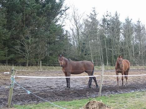 Dansk Varmblod Cisselstern Egeris billede 10