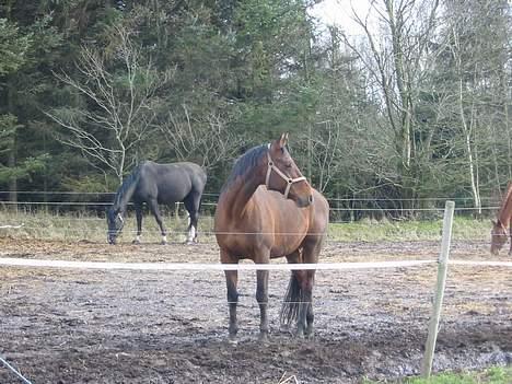 Dansk Varmblod Cisselstern Egeris billede 11