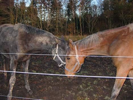 Dansk Varmblod Cisselstern Egeris - Duét og cissel nusser billede 12