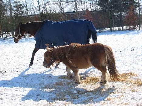 Dansk Varmblod Cisselstern Egeris - Familiens 2. "hest"... Gine på 85 cm :-) billede 13