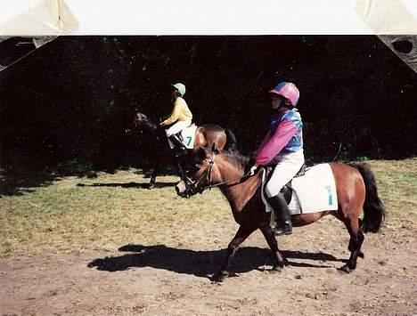 Shetlænder Lotte - lotte til væddeløb i 1995 :-) billede 5