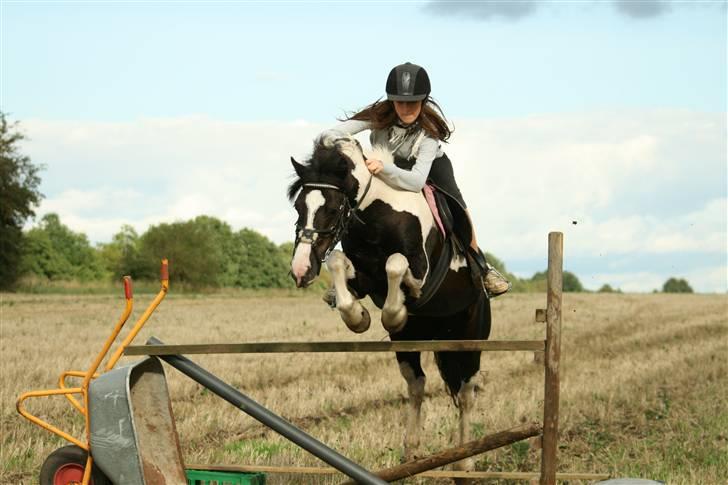 Irish Cob Rain  billede 2