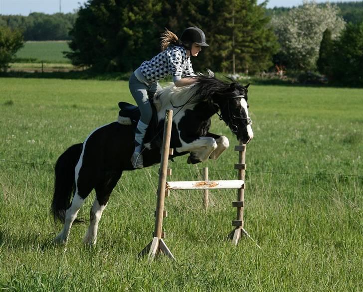 Irish Cob Rain  billede 4