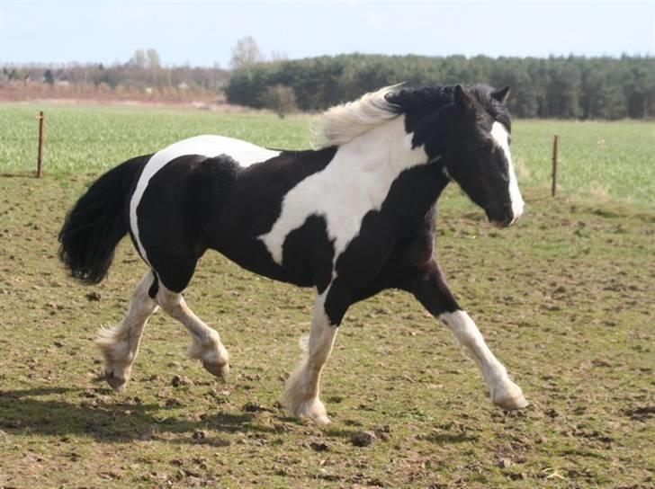 Irish Cob Rain  - 2006 billede 5