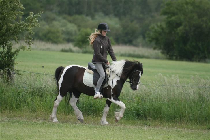 Irish Cob Rain  - 2009 billede 6