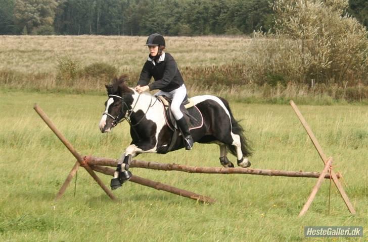 Irish Cob Rain  - jagt billede 7