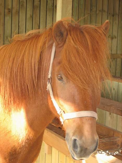 Islænder Ofeigur - Han er Min Meqa lækre Hypper (L)<33 billede 1