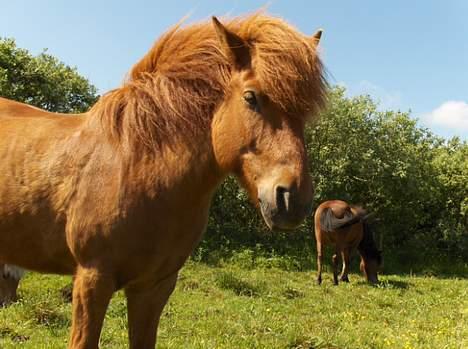 Islænder Ofeigur - Min dejlige Skaaaaat <33 billede 2
