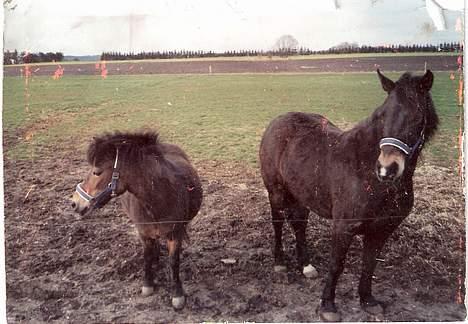 Shetlænder Lotte billede 6