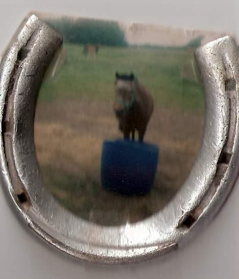 Shetlænder Lotte billede 7