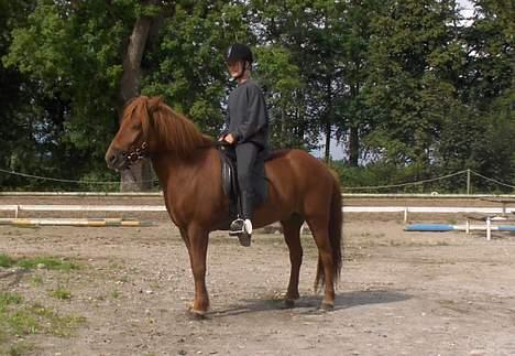 Islænder Ofeigur - Vi er klar til at ride ind på banen <33 billede 4